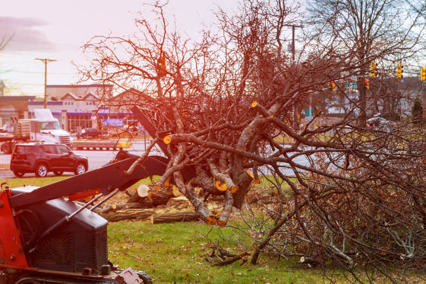How Our Tree Care Process Works  in  Owensboro, KY