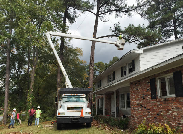 Owensboro, KY Tree Care Company